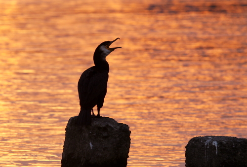 夕陽とカワウ_d0262476_5441354.jpg