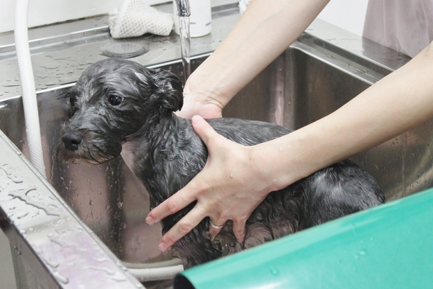 らむ動物病院オールスターズpart2_c0245679_16282686.jpg
