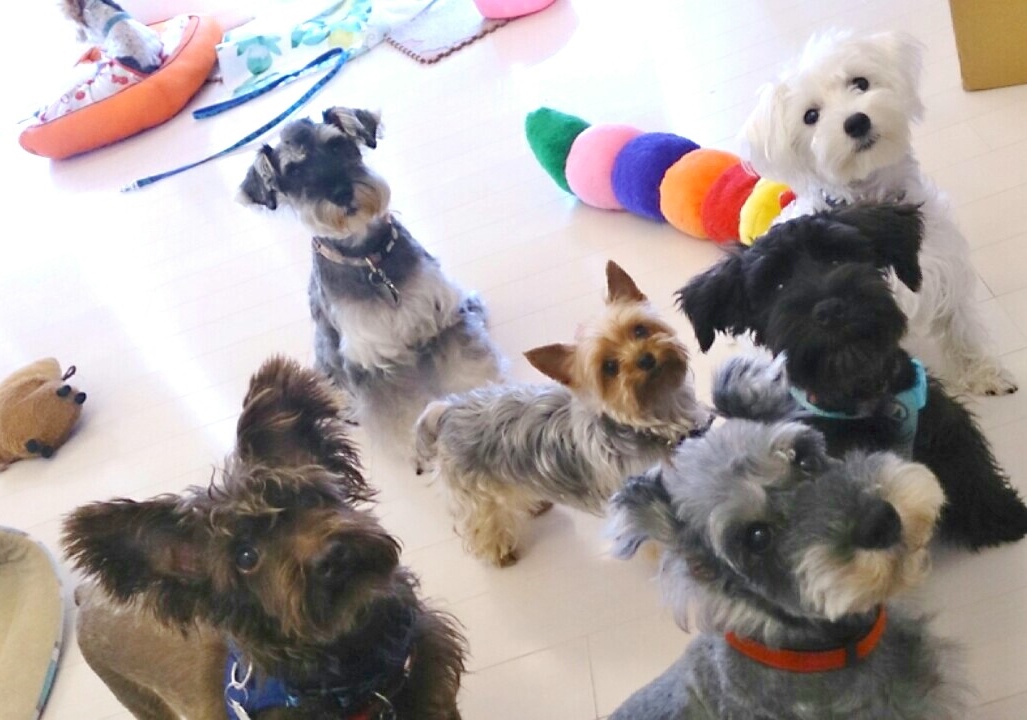 らむ動物病院オールスターズpart2_c0245679_16323256.jpg