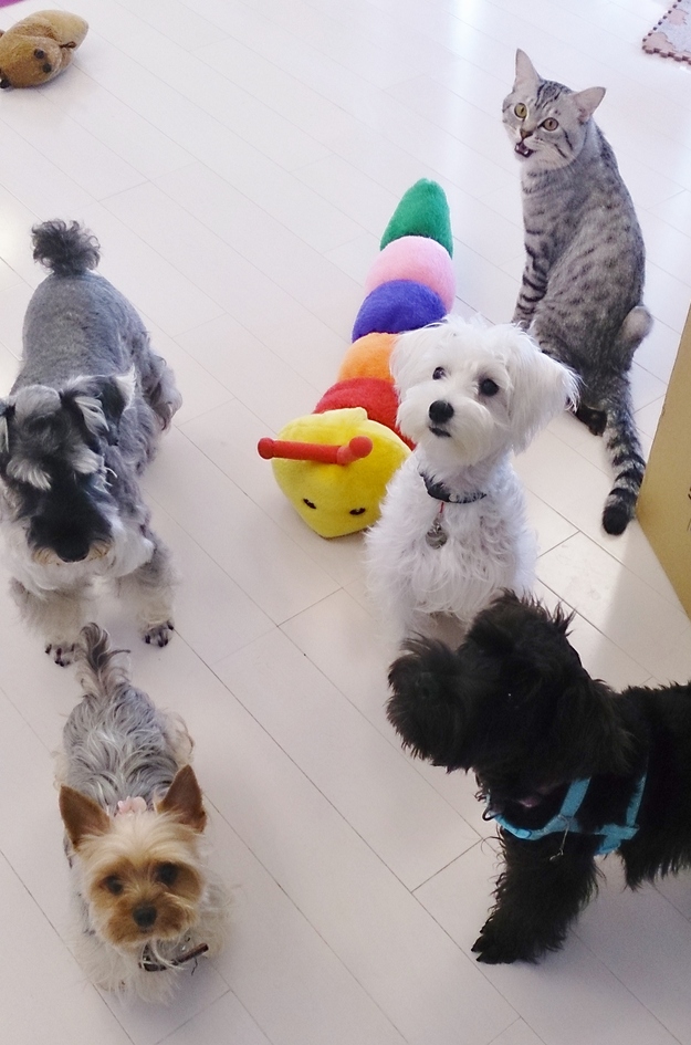 らむ動物病院オールスターズpart2_c0245679_17453439.jpg