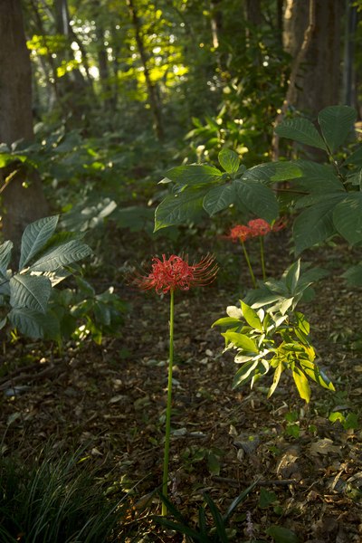 柿栗曼珠沙華_b0171785_9205615.jpg