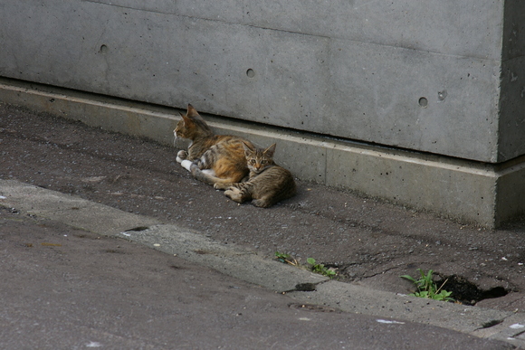 はなこちゃんの兄妹達、、、、、。_b0271789_10555165.jpg