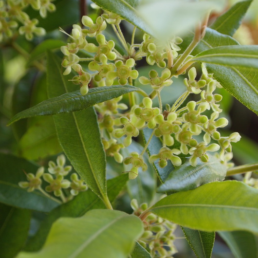 レモンマートル色々活用 Sola Og Planta ハーブとお花のお庭日記