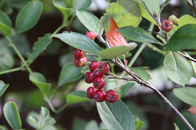 a0123003_205569.jpg