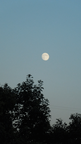 c0051105_053221.gif