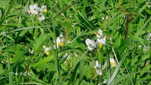 c0051105_1936417.gif