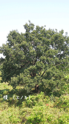 c0051105_20161470.gif