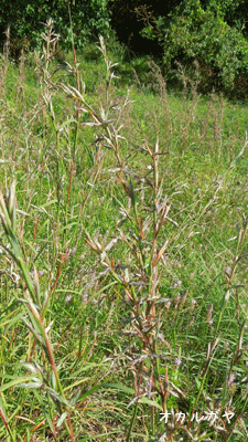 c0051105_2022827.gif