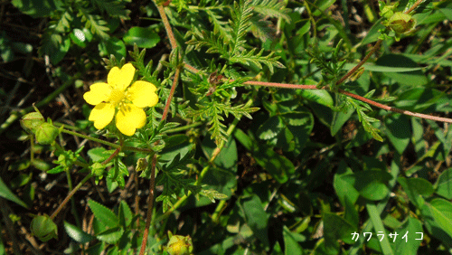 c0051105_2039559.gif