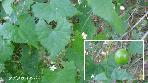 c0051105_2114231.gif