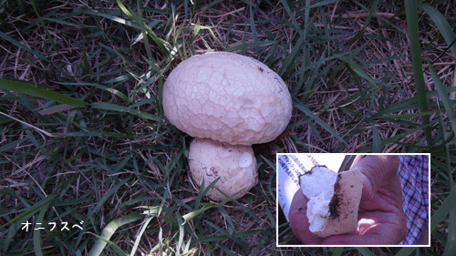 c0051105_2119735.gif