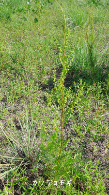 c0051105_22235741.gif