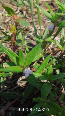 多摩川の自然植物観察会_c0051105_22302036.gif