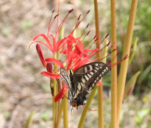 埼玉 中部       　           アゲハチョウ他2013/09/21①_d0251807_20102469.jpg