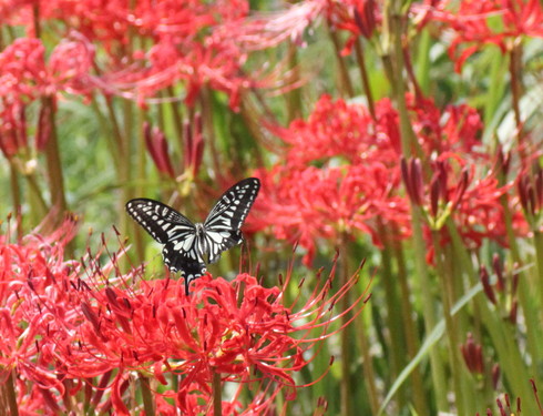 埼玉 中部       　           アゲハチョウ他2013/09/21①_d0251807_20104052.jpg