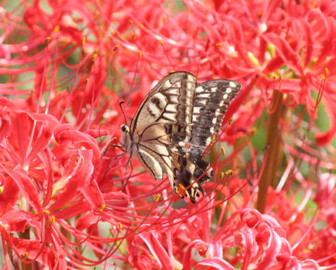 埼玉 中部       　           アゲハチョウ他2013/09/21①_d0251807_2010445.jpg