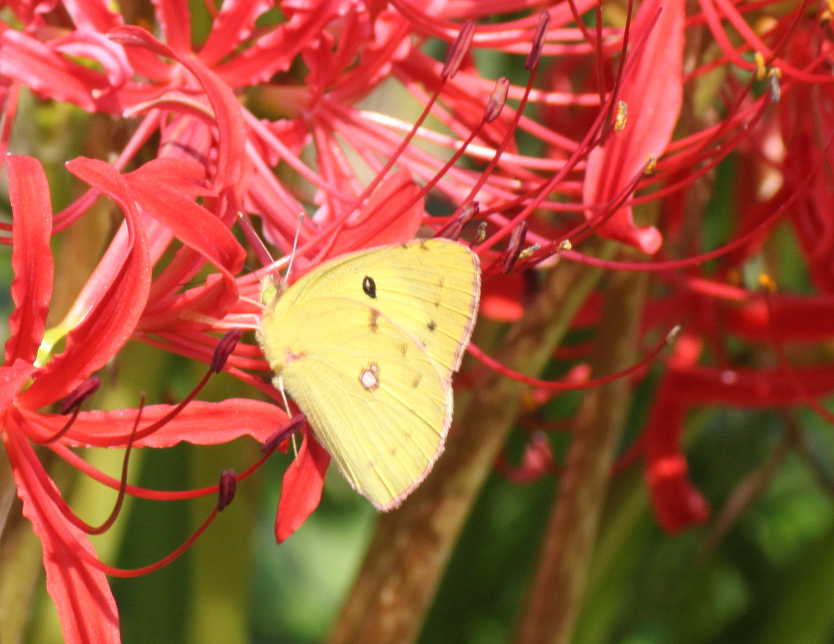 埼玉 中部       　           アゲハチョウ他2013/09/21①_d0251807_20105144.jpg