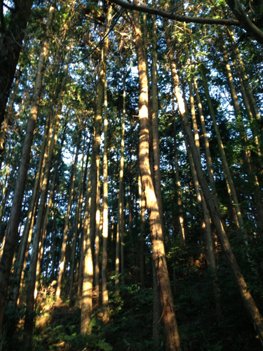 c0114110_8395551.jpg