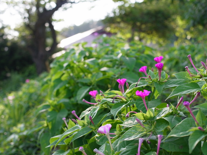 巾着田から日和田山_e0276411_11552756.jpg