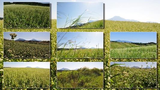 山野草→ソバ畑　　　9月19日（木）_f0083611_949493.jpg