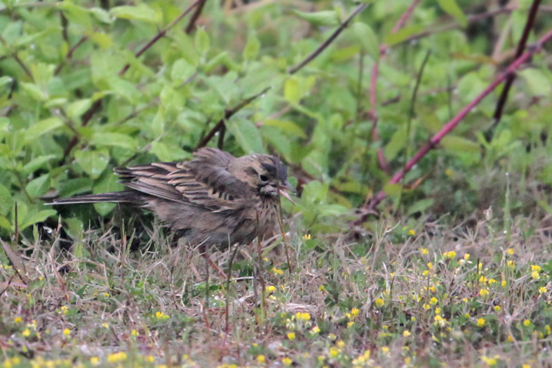 2013年春/離島の鳥達-29/コマミジロじゃない？_f0178716_12324221.jpg