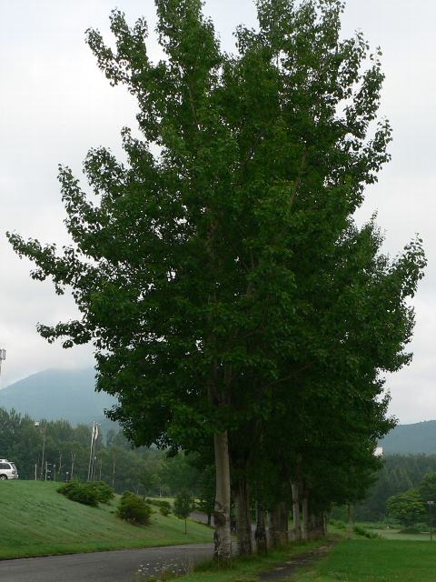 岳樺 ダケカンバ 花の仲間調べ