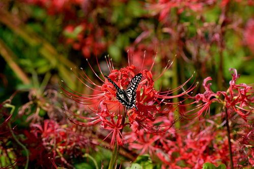 アゲハ 彼岸花がそろそろ見頃?_d0254540_1824753.jpg
