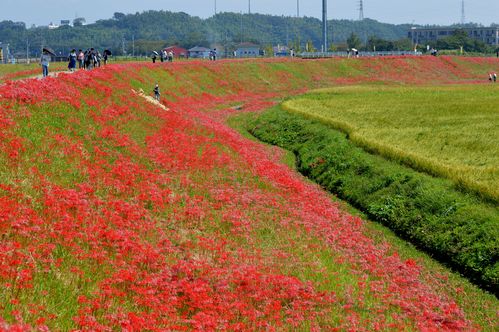 アゲハ 彼岸花がそろそろ見頃?_d0254540_18253685.jpg