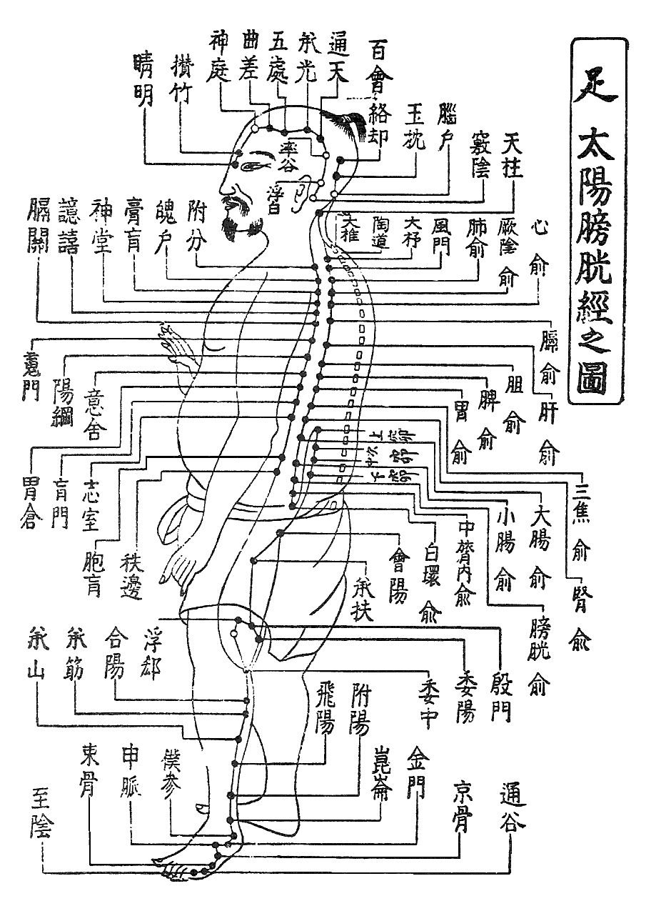 筋肉・骨格が原因する腰痛と、自律神経が原因する腰痛の違いとは?〜ある日の施術より〜_e0073240_7425913.gif