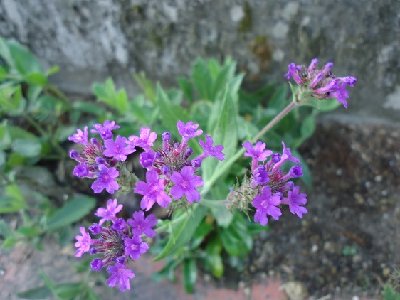 バーベナ リギダ ぶうたらママは花が好き