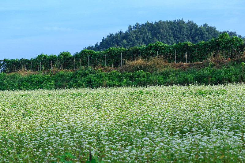 見渡す限りの蕎麦畑（桜井・笠）_f0155048_14454148.jpg