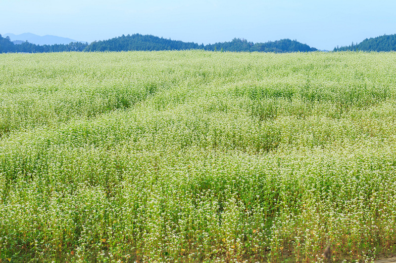 見渡す限りの蕎麦畑（桜井・笠）_f0155048_14464761.jpg