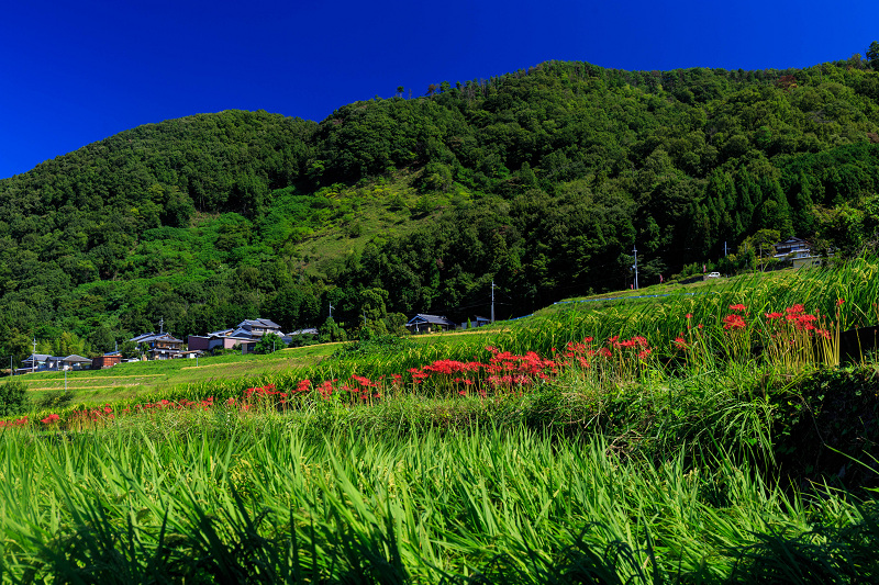 オニバス咲く池（亀岡・平の沢池）_f0155048_15482040.jpg