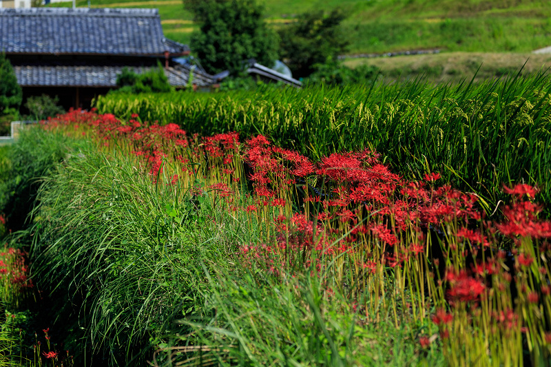 オニバス咲く池（亀岡・平の沢池）_f0155048_1548532.jpg