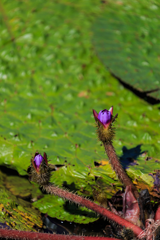 オニバス咲く池（亀岡・平の沢池）_f0155048_15495384.jpg