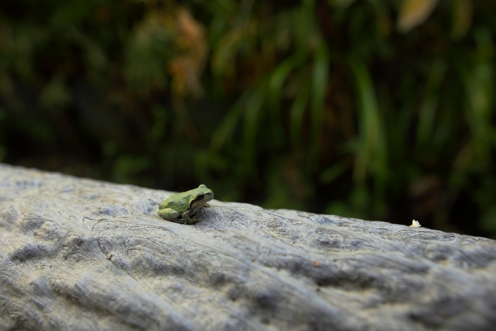 130905 #SIGMA 24mm F1.8 ASPH Macro 購入_e0162649_2057534.jpg