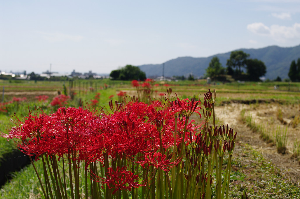 彼岸花　〜その２〜　嵯峨野編_f0152550_2343487.jpg