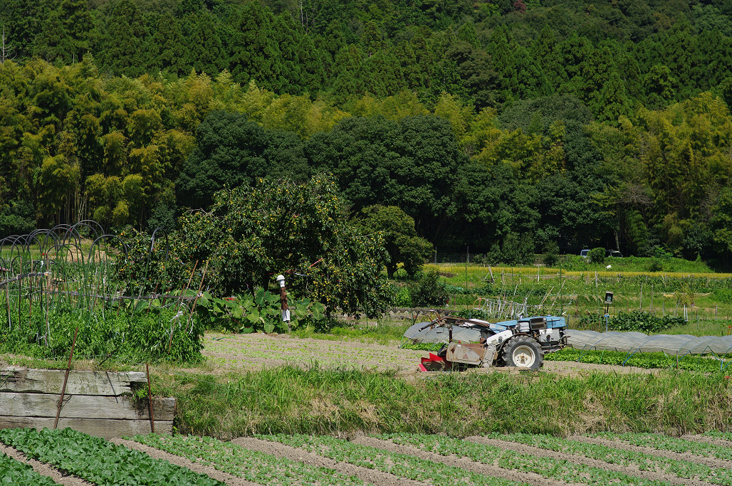 彼岸花　〜その２〜　嵯峨野編_f0152550_23471981.jpg