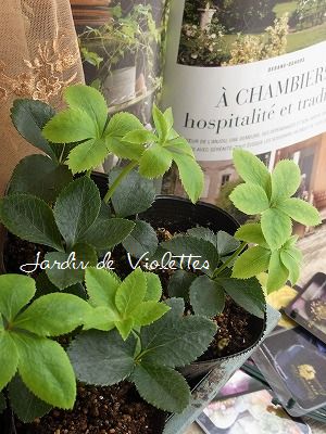 クリスマスローズ ウィンターシンフォニー苗 Petit Jardin クリスマスローズ ウィンターシンフォニー苗 Petit Jardin