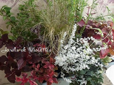 クリスマスローズ ウィンターシンフォニー苗 Petit Jardin クリスマスローズ ウィンターシンフォニー苗 Petit Jardin