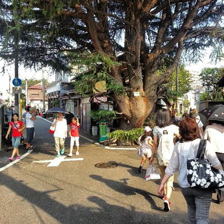 谷中のヒマラヤ杉 根津、谷中でピンホール写真撮影 Instagram_f0117059_21262237.jpg