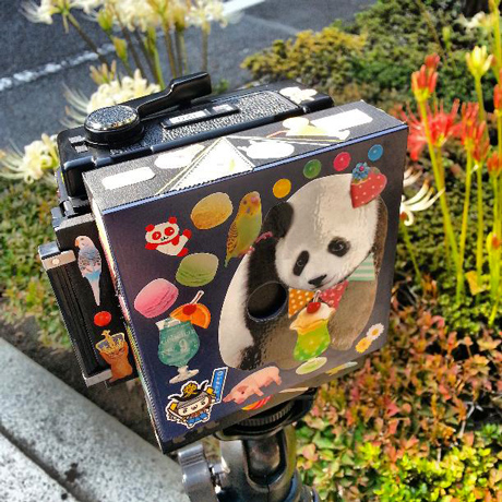 谷中のヒマラヤ杉 根津、谷中でピンホール写真撮影 Instagram_f0117059_21271491.jpg