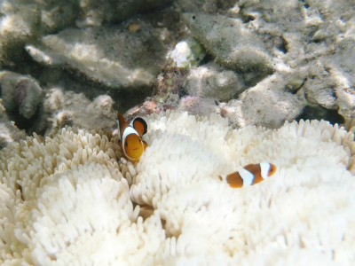 c0180460_4202529.jpg