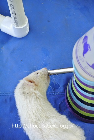  Ferret Fan Fair_e0128367_14414765.jpg