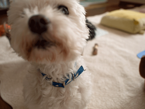 e0248268_12131131.gif