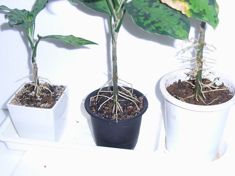 取り木 : aqu@raceae 取り木 : aqu@raceae