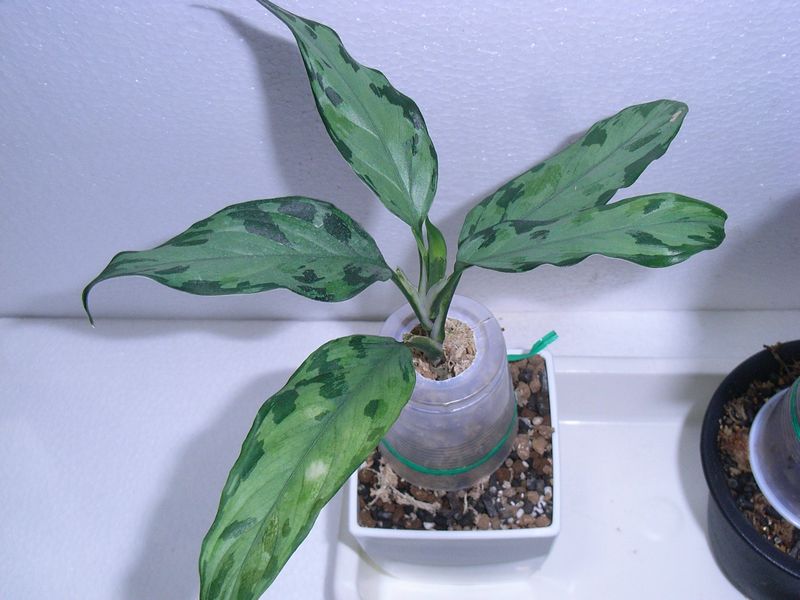 取り木 : aqu@raceae 取り木 : aqu@raceae