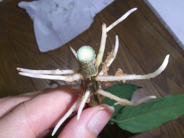 取り木 : aqu@raceae 取り木 : aqu@raceae