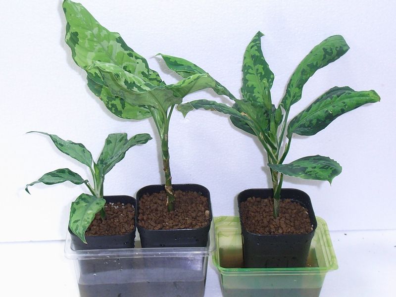 取り木 : aqu@raceae 取り木 : aqu@raceae