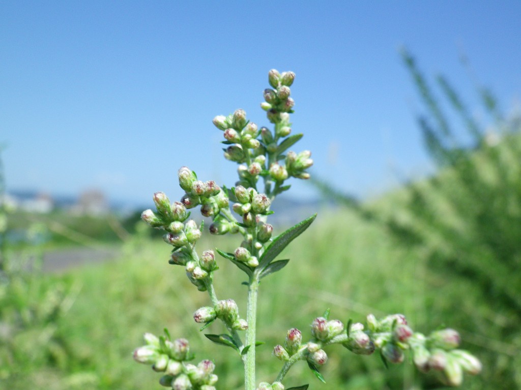 『蓬（ヨモギ）にだって花は咲きます～♪』_d0054276_21155839.jpg